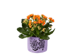 Orange kalanchoe plant in a purple pot with 'Happy Halloween' text and bats