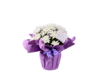 Crisântemos brancos em embrulho roxo.