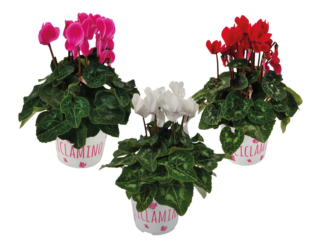 Tre ciclamini in vaso: rosa, bianco e rosso, con foglie verdi variegate.