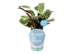 Растение с шарени листа в саксия с надпис „BLOOM YOUR ROOM“.