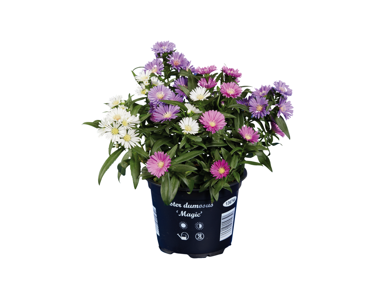 A potted Aster Trio plant with white, purple, and pink flowers.