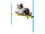 En hund hoppar över ett agilityhinder.
