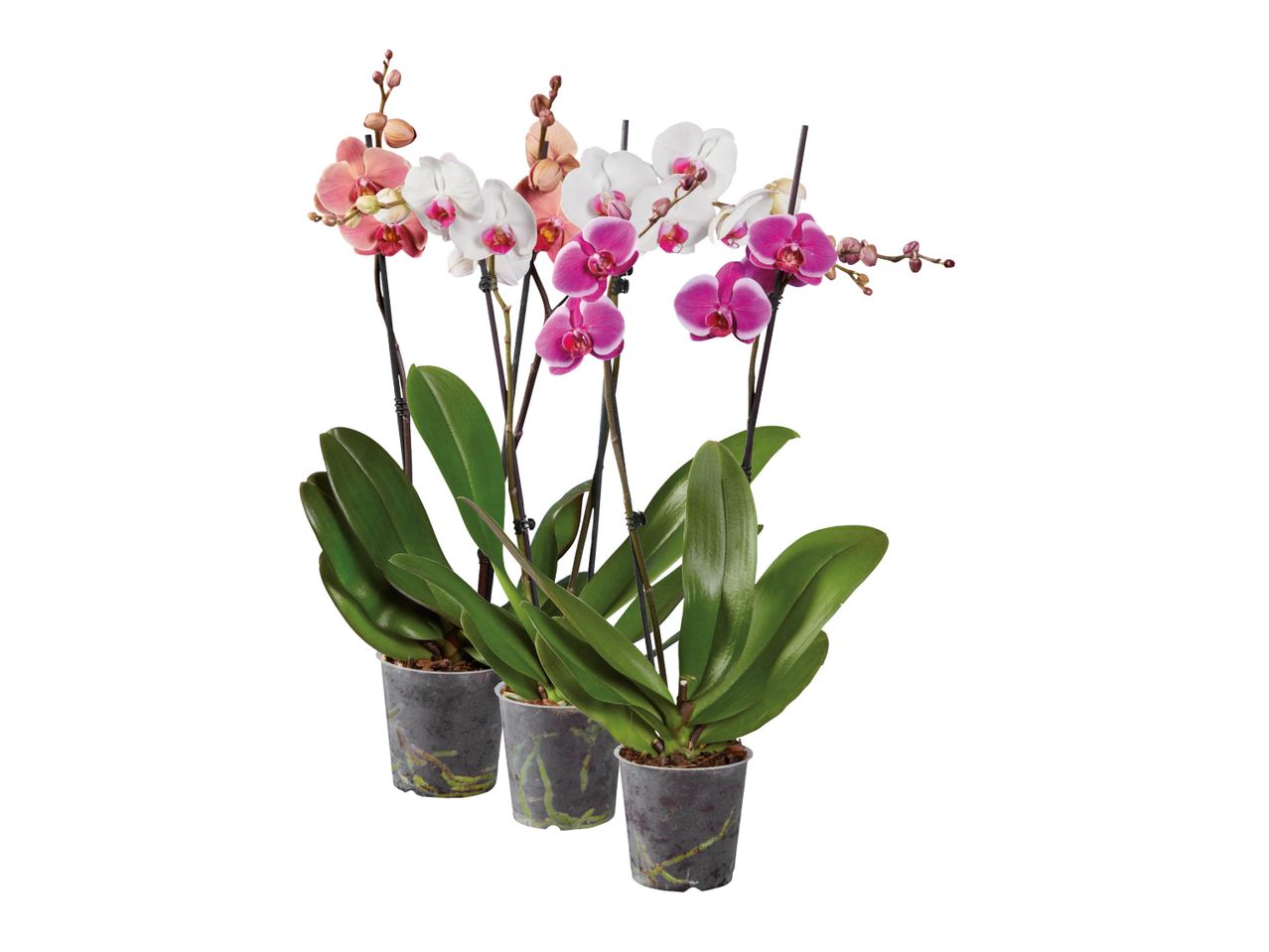Tre orchidee Phalaenopsis in vaso, colori pastello.