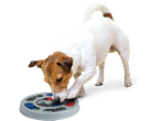 Un Jack Russell Terrier se joacă cu o jucărie puzzle pentru câini.