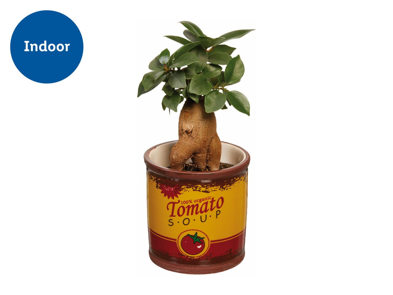 Indoor plant in a tomato soup can-themed pot