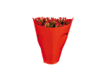 Flores vermelhas de Kalanchoe em embalagem vermelha.