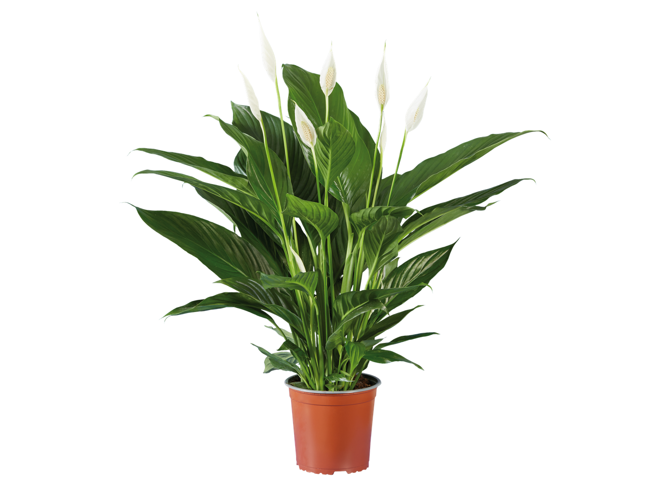 Planta Spatifilo em vaso de terracota.