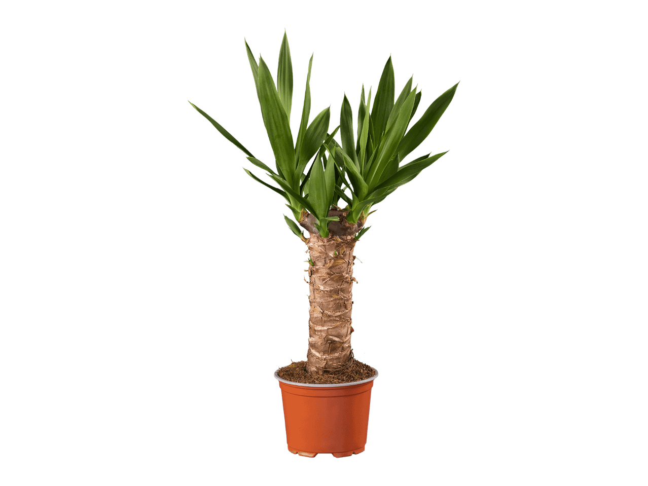Yucca-kasvi ruskeassa ruukussa valkoisella taustalla.