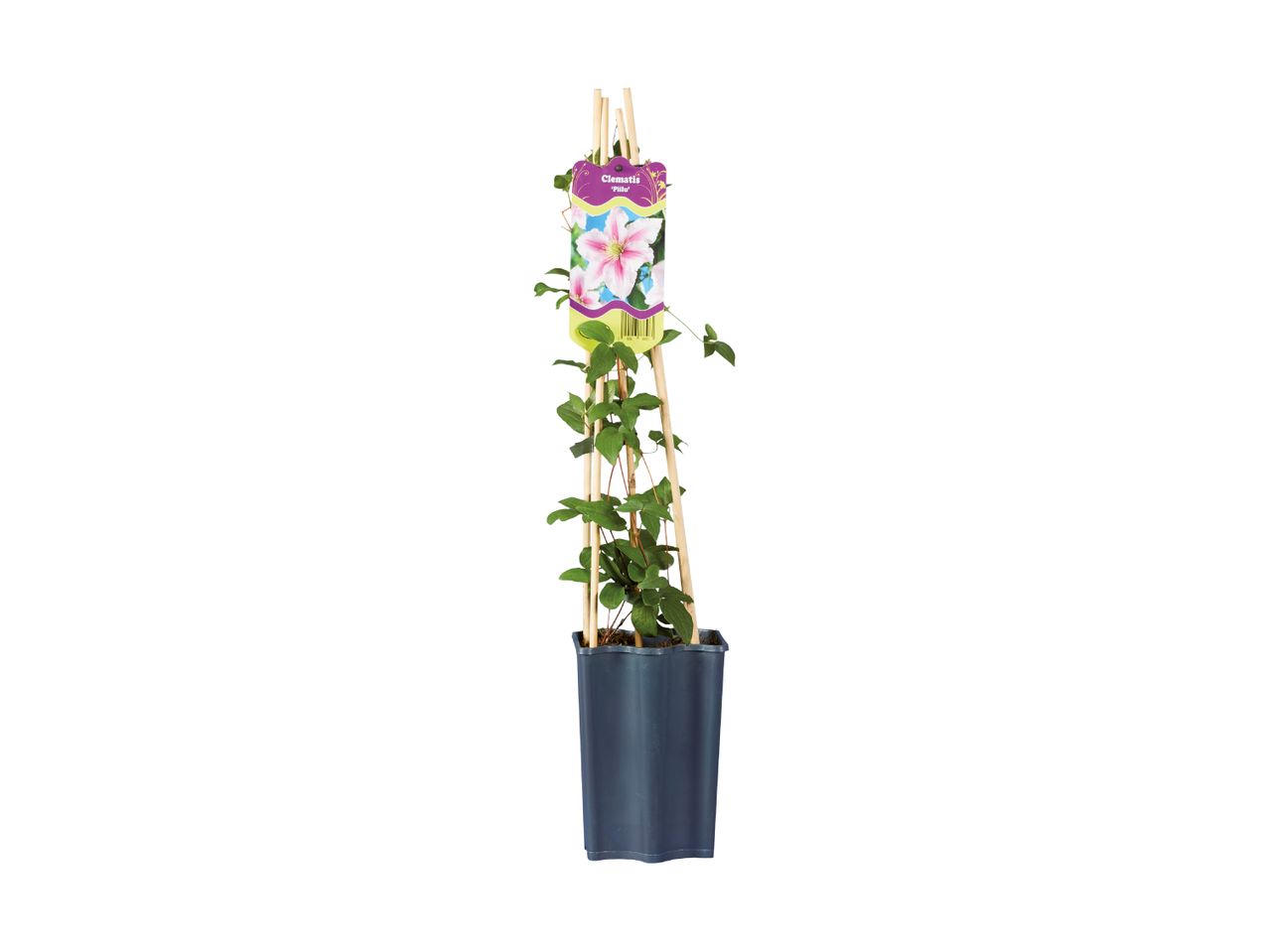 Potted clematis plant with a pink flower on the label, supported by wooden stakes.