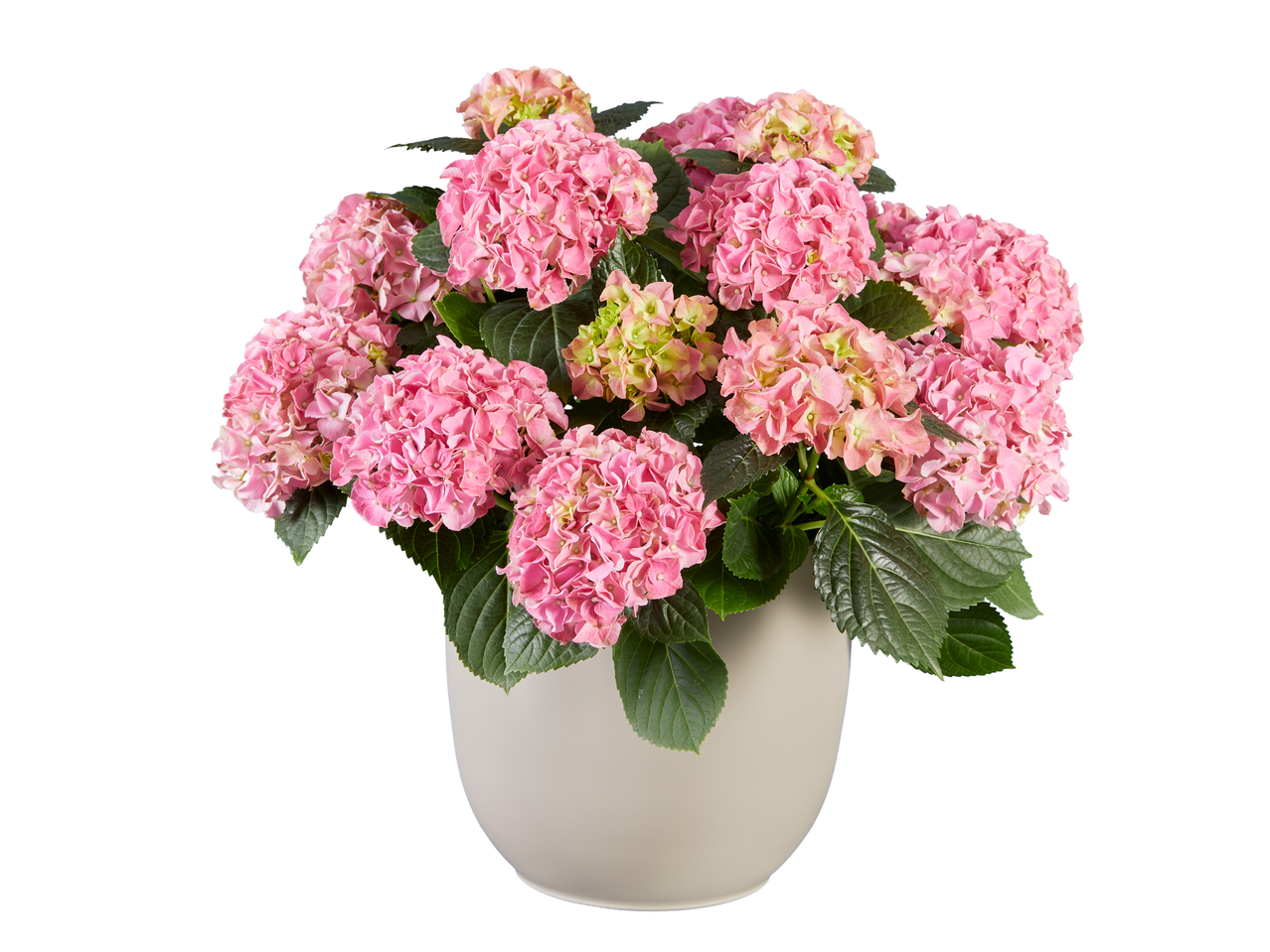 Een roze hortensia plant in een lichtgrijze pot.