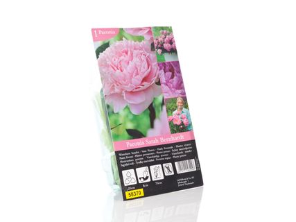 Fagytűrő évelők*