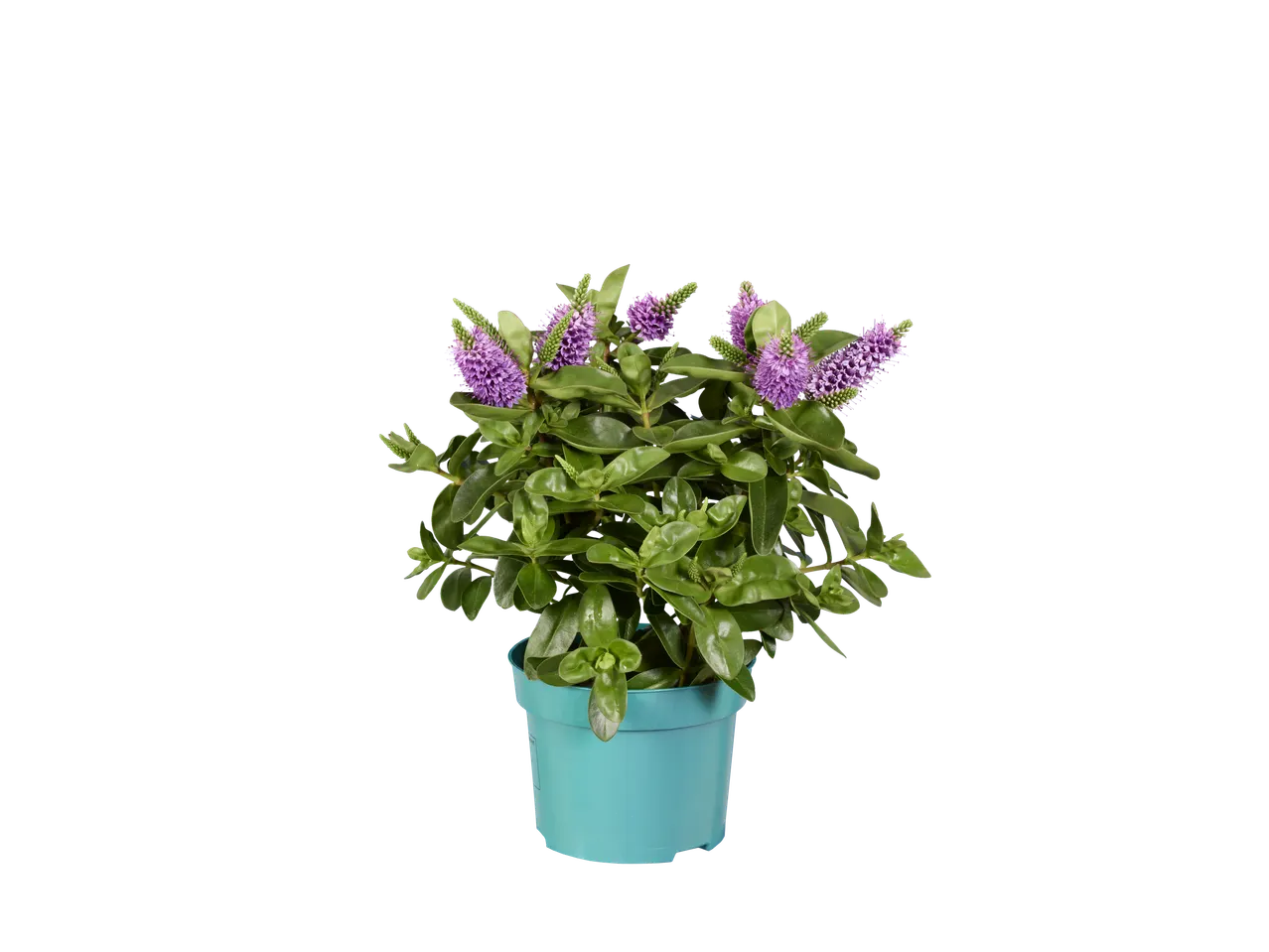 A potted Hebe plant with vibrant green leaves and purple flowers on a black background.