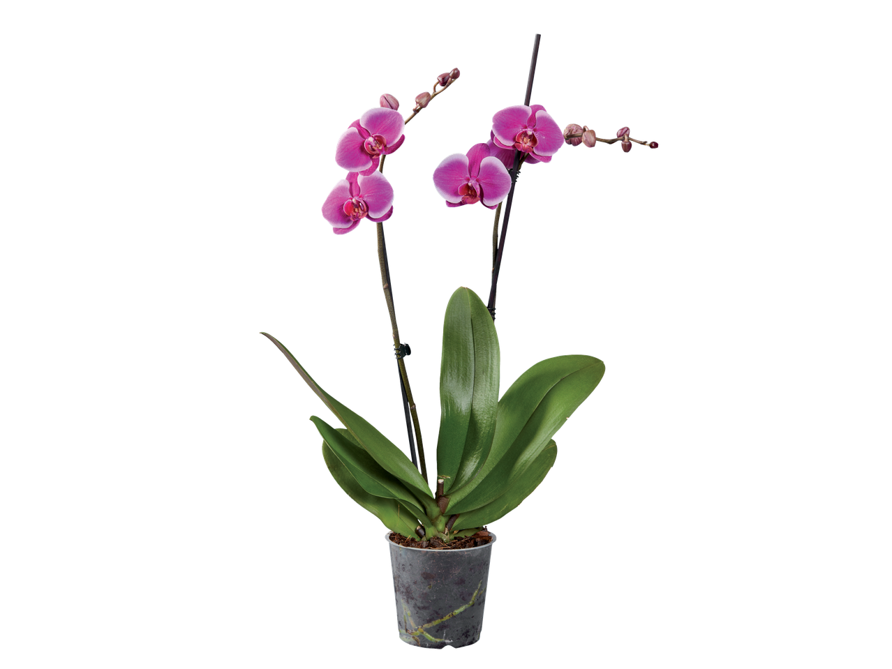 Two-stemmed pink orchid in a clear pot with green leaves on a black background.