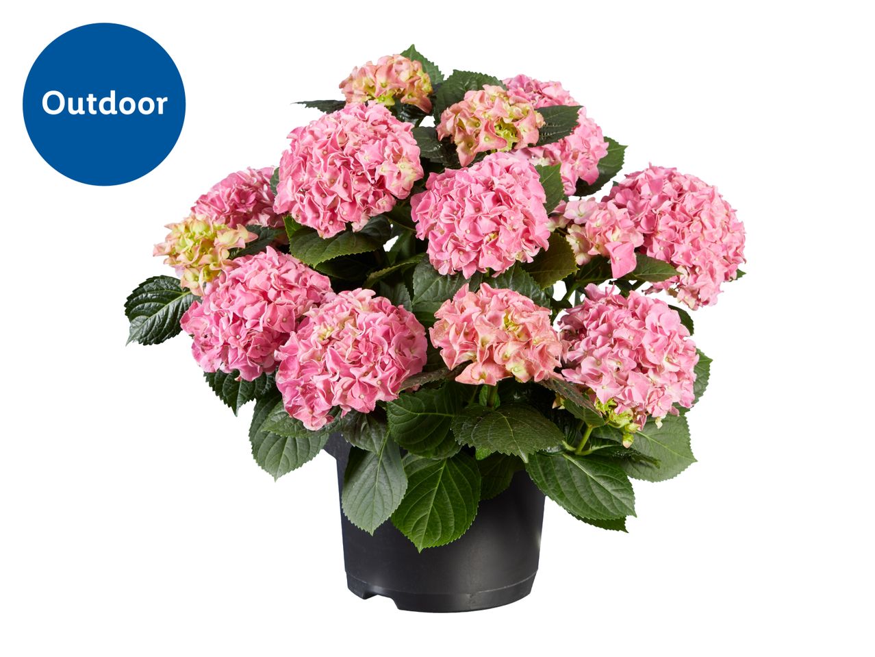 Pink hydrangea plant in a black pot with an 'Outdoor' label.