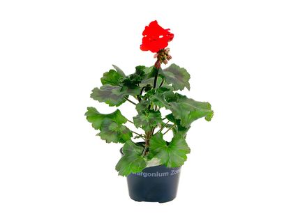 Pelargonie zonale