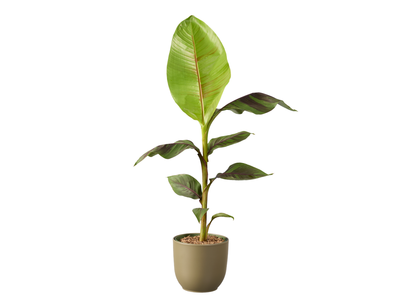 Potbanaanplant met groene en roodachtige bladeren tegen een zwarte achtergrond.
