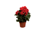 Potted red begonia plant with lush green leaves against a black background.