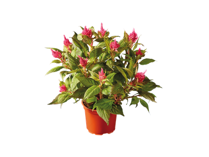 Celosia Multicolor