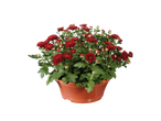 Rode chrysanten in een terracotta pot.