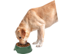 A cream-colored dog eats from its green food bowl.