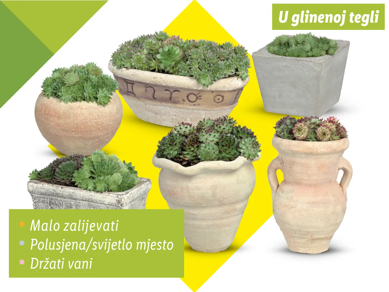 Sukulentne biljke u raznim glinenim teglima, savjeti za njegu.