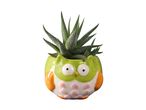 Adorable green owl-shaped ceramic planter with air plant.