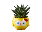 Een Haworthia succulent in een gele uilvormige pot.