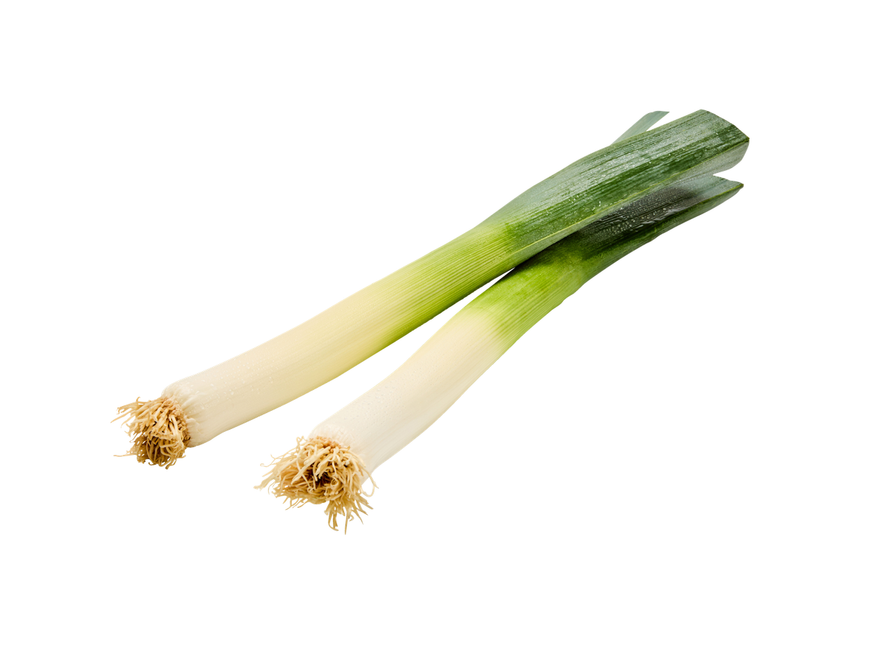 Dois alhos-porós frescos com raízes em um fundo branco.