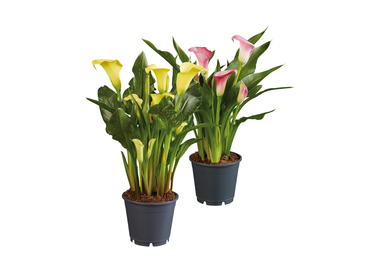 Dvije posude kala, jedna sa žutim cvjetovima, a druga s ružičastim, na crnoj pozadini.