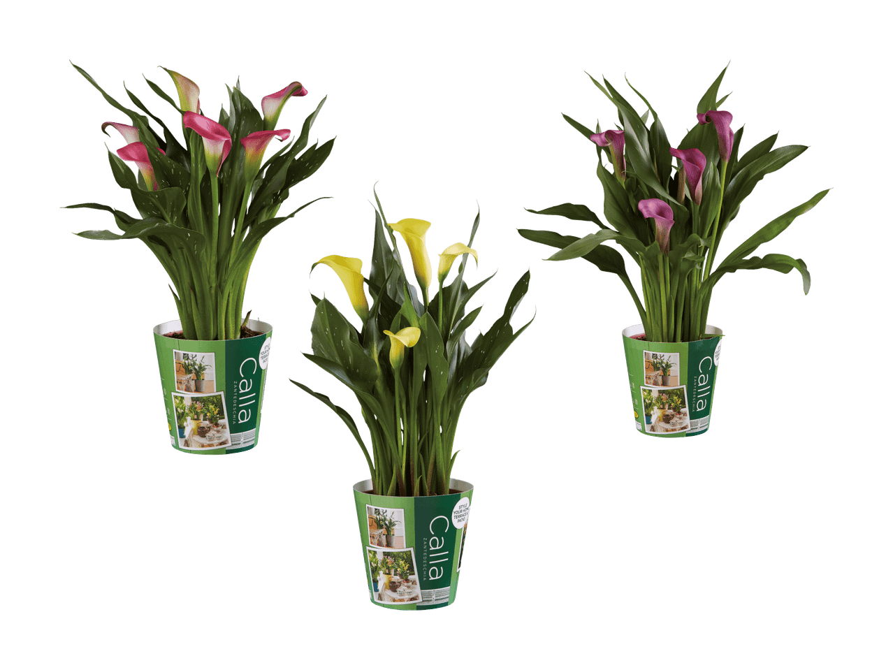Trois plantes de calla en pot, deux roses et une jaune, avec des feuilles vertes tachetées.