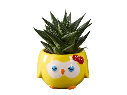 Vetplant in magneetpot