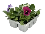 Multicolored pansies in a pot.