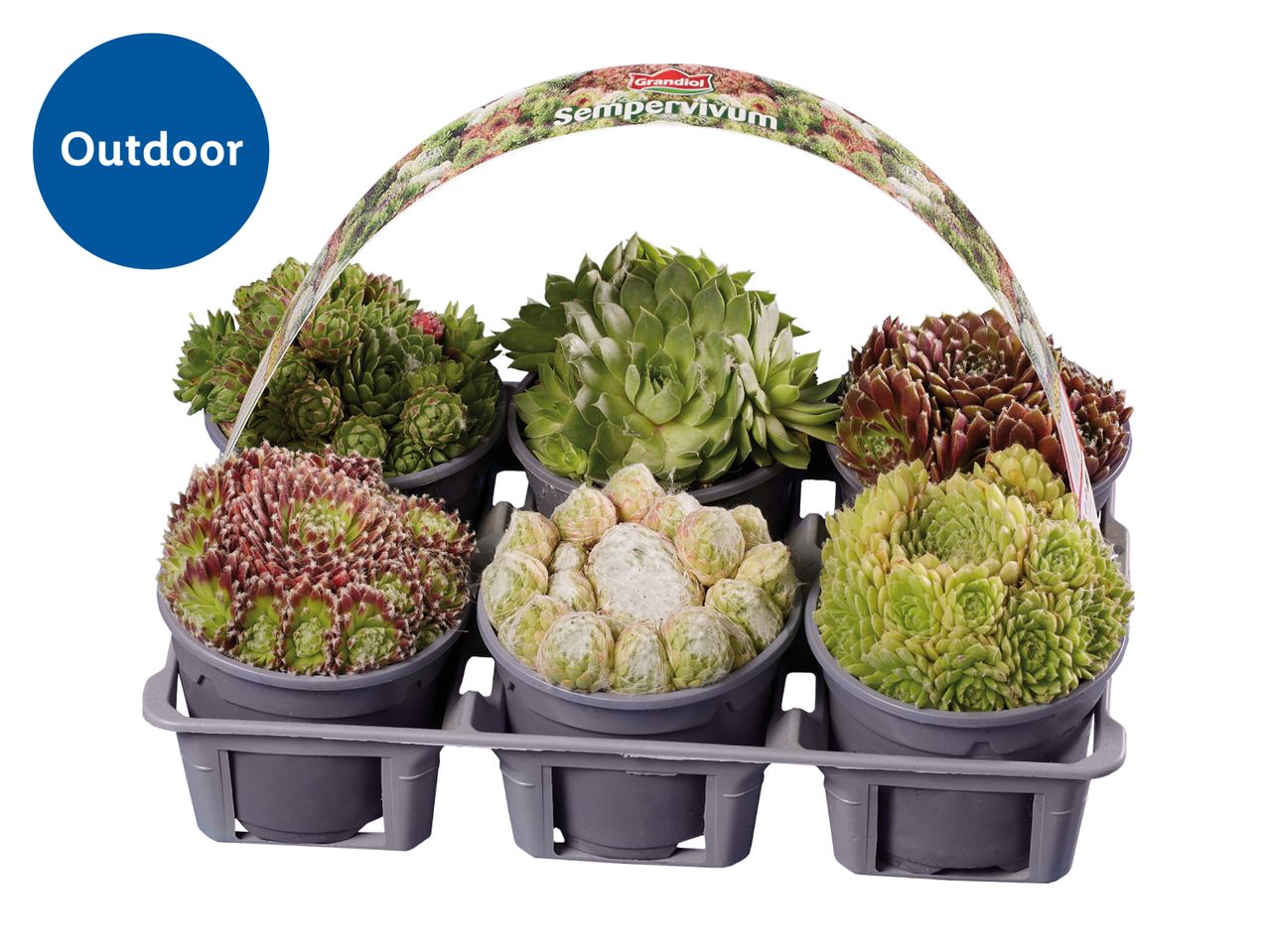 Tray of six outdoor Sempervivum succulents in various green and red hues.