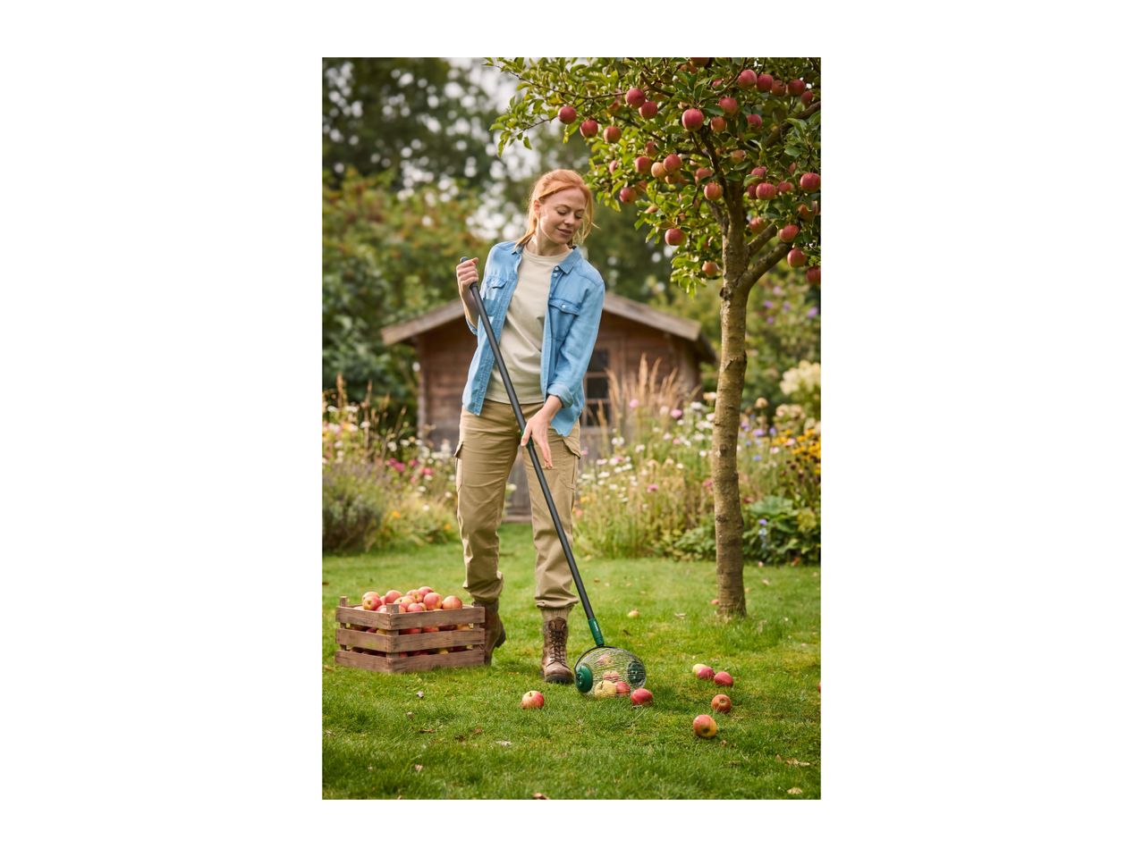 Woman collecting fallen apples from the grass with a fruit collector tool.