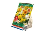 Pack of 8 mixed Narcissus flower bulbs
