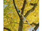 PARKSIDE® 4-in-1 Petrol Multi Tool pruning a tree with yellow autumn leaves.