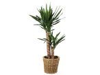 Yucca plant in een gevlochten mand.