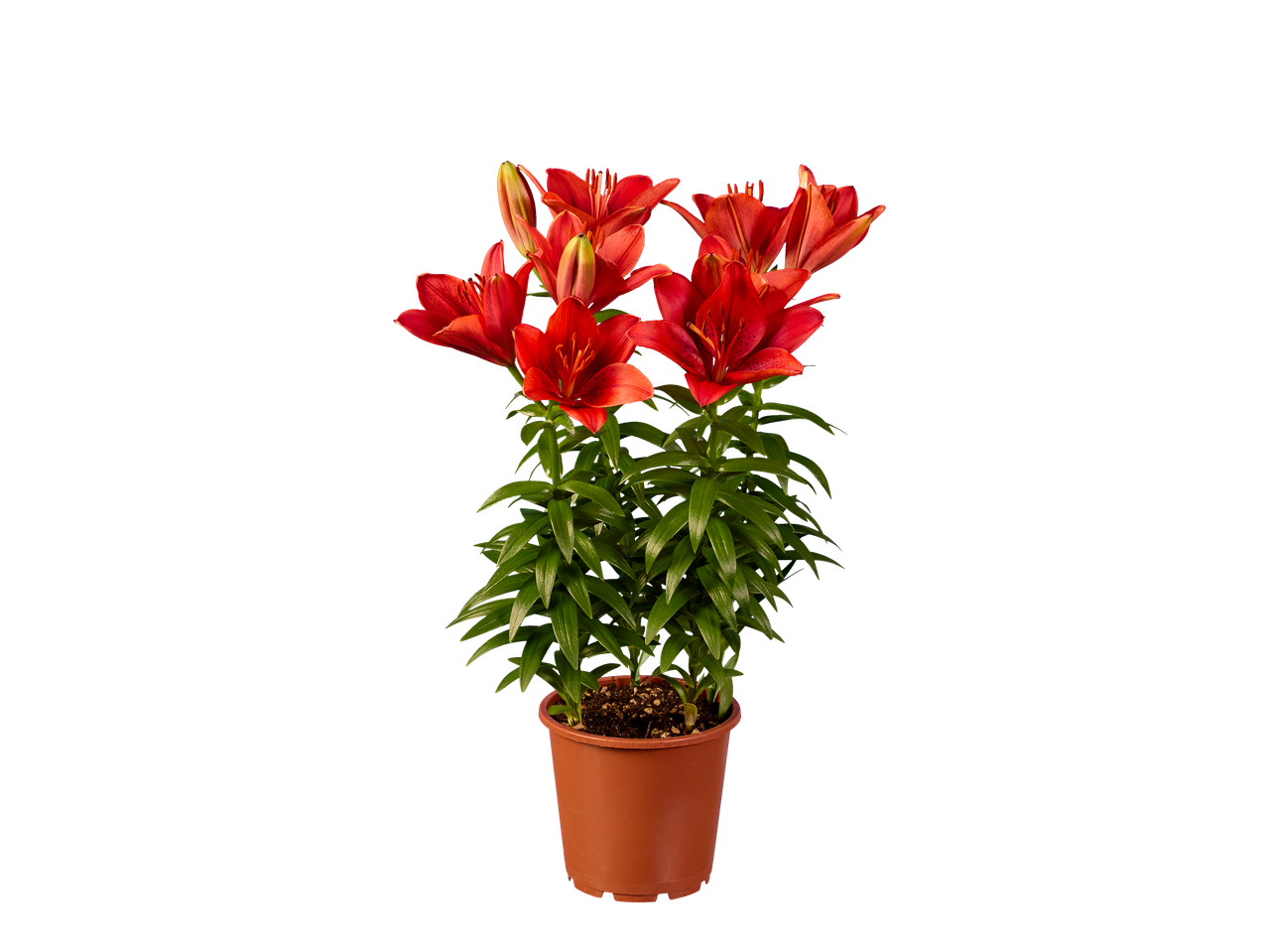 Un pot de lys rouges en fleurs sur fond noir.