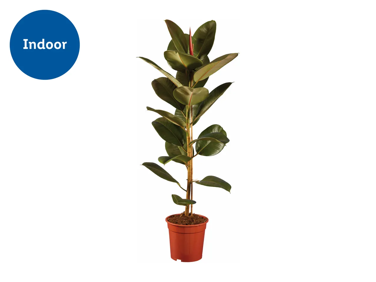 An indoor plant with large green leaves in a brown pot.