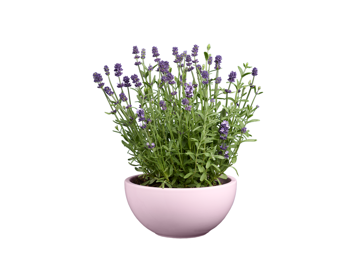 Lavender in a pink pot.