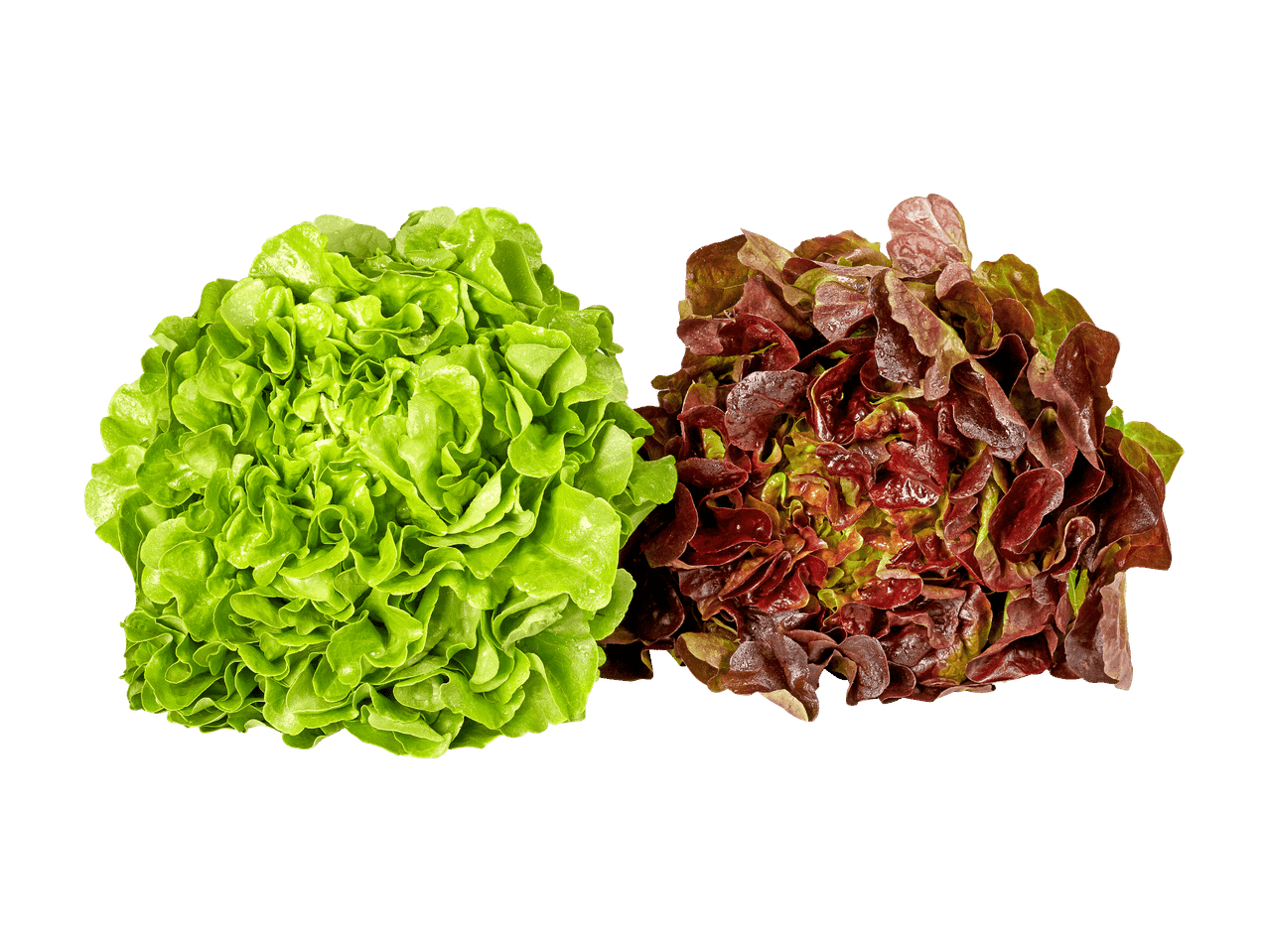 Deux laitues, une verte et une rouge, sur fond noir.