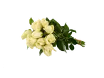 Um buquê de rosas amarelo-claras sobre um fundo preto.