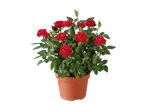 Potted mini rose plant with vibrant red blooms and green leaves.