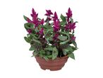 En potteplante med mørkerøde blomster.