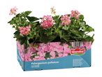 Pink trailing geraniums in a blue and pink box, labeled 'Pelargonium peltatum OUTDOOR'.