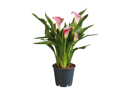 Calla mix