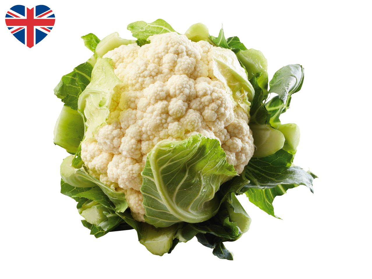 Fresh British cauliflower with green leaves on a white background