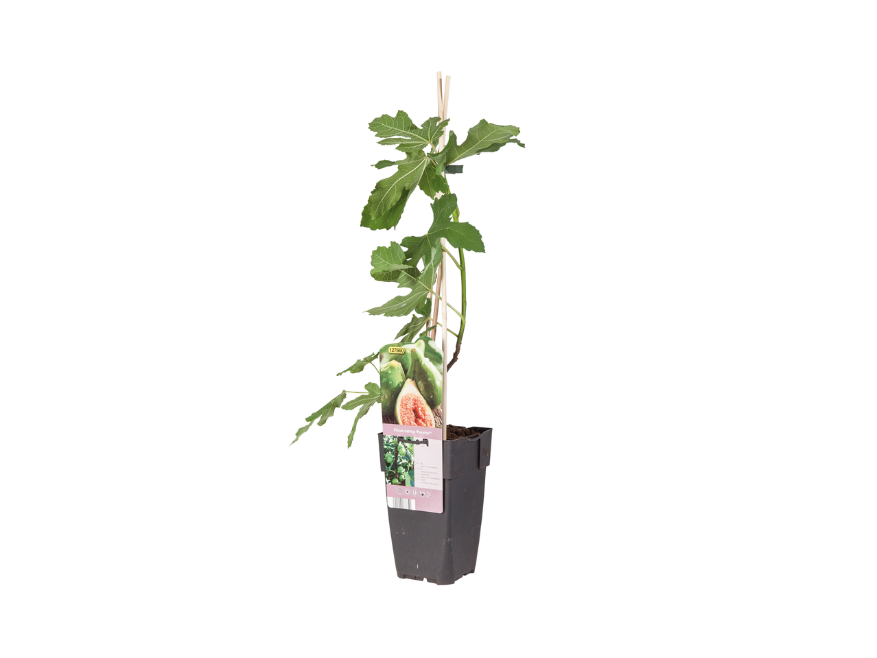 Vijgenboom 'Peretta' in pot.