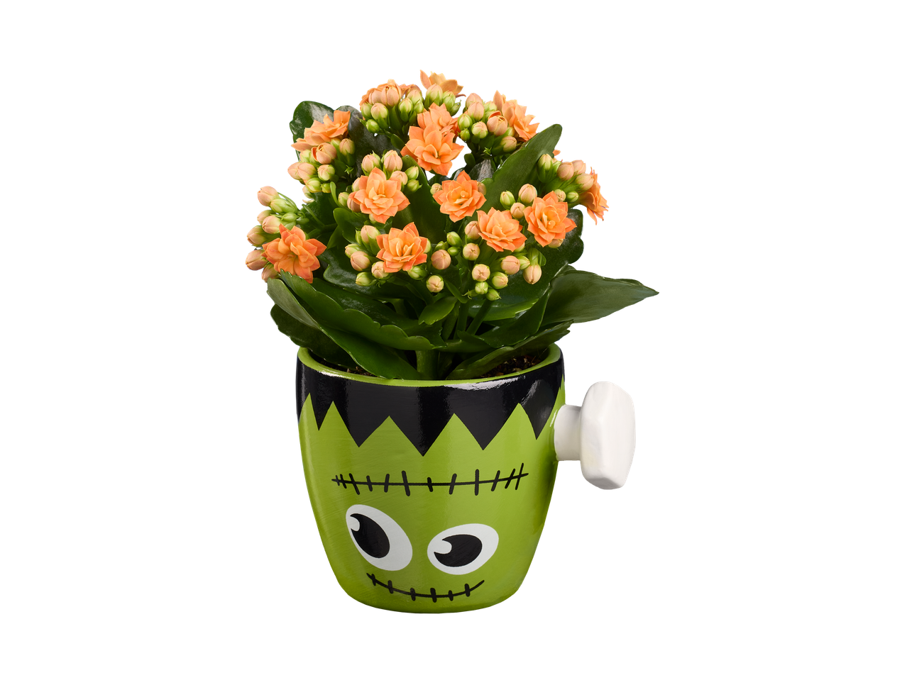 Ghiveci de flori Kalanchoe în formă de Frankenstein