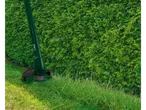 Electric hedge trimmer cutting grass next to a hedge.